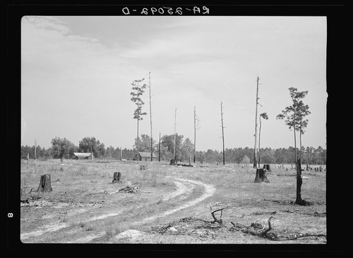 Submarginal farm on cut-over land. Hernando County, near Withlacoochee Land Use Project, Florida