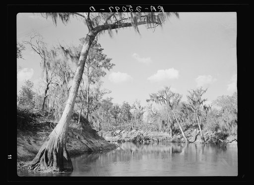 Scene along the Withlacoochee River, which is being developed as a recreational area. Withlacoochee Land Use Project, Florida