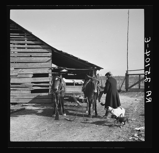 Tenant farmer unhitching team. Walker County, Alabama