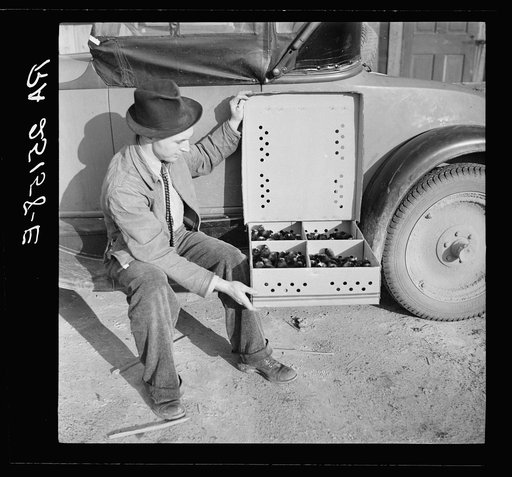 A homesteader with some of the baby chicks he is raising. Bankhead Farms, Alabama