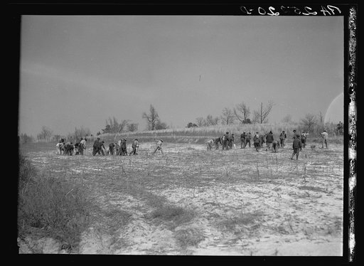 Untitled photo, possibly related to: Planting slash pine. Macon County, Tuskegee Project, Alabama