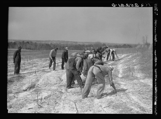 Untitled photo, possibly related to: Planting slash pine. Macon County, Tuskegee Project, Alabama