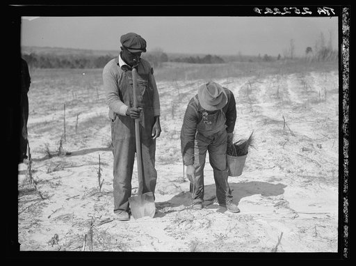 Planting slash pine. Tuskegee Project, Macon County, Alabama. Land use project