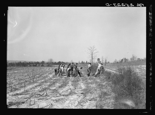Planting slash pine. Macon County, Tuskegee Project, Alabama