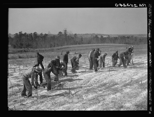 Untitled photo, possibly related to: Planting slash pine. Macon County, Tuskegee Project, Alabama