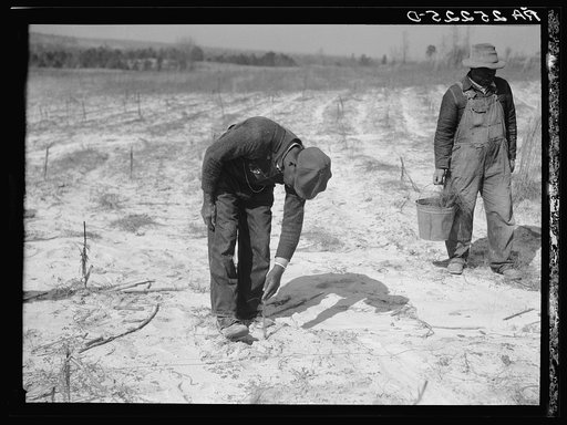 Untitled photo, possibly related to: Planting slash pine. Macon County, Tuskegee Project, Alabama
