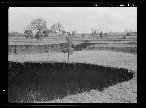 Untitled photo, possibly related to: Erosion. Cotton was grown on this field until twenty-five years ago. Note terraces. Chilton County, Alabama