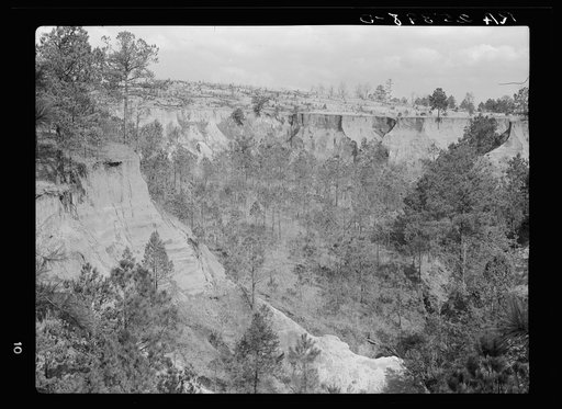 Untitled photo, possibly related to: Erosion. Cotton was grown on this field twenty-five years ago. Chilton County, Alabama