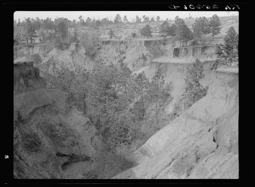 Untitled photo, possibly related to: Erosion. Cotton was grown on this field twenty-five years ago. Chilton County, Alabama