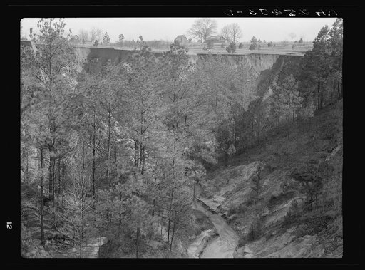 Untitled photo, possibly related to: Erosion. Cotton was grown on this field twenty-five years ago. Chilton County, Alabama
