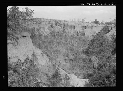 Untitled photo, possibly related to: Erosion. Cotton was grown on this field twenty-five years ago. Chilton County, Alabama