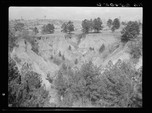Untitled photo, possibly related to: Erosion. Cotton was grown on this field twenty-five years ago. Chilton County, Alabama