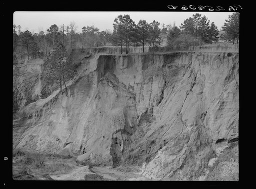 Untitled photo, possibly related to: Erosion. Cotton was grown on this field twenty-five years ago. Chilton County, Alabama