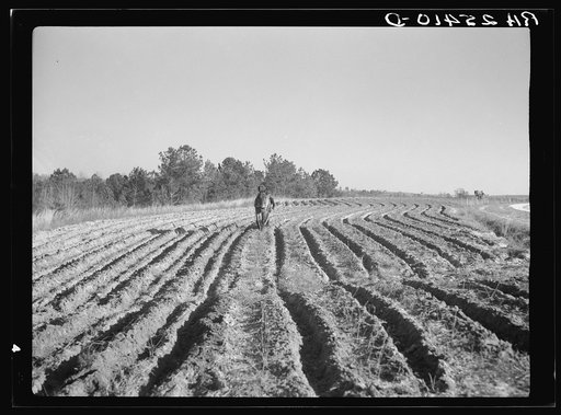 Plowing. Macon County, Alabama