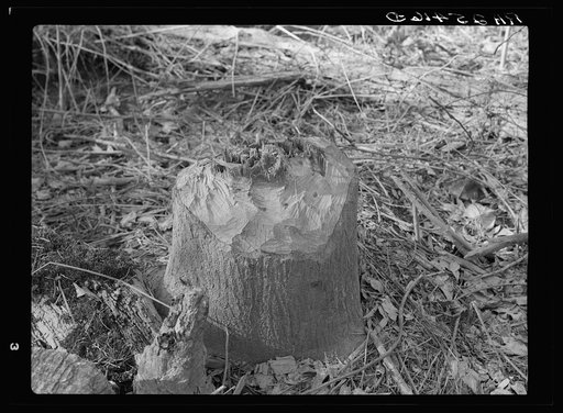 Tree chewed by beavers. Tuskegee Project, Alabama
