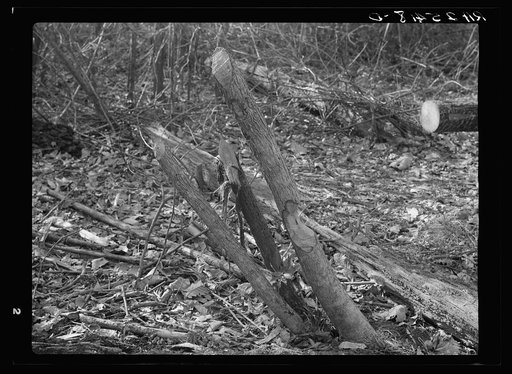 Untitled photo, possibly related to: Tree chewed by beavers. Tuskegee Project, Alabama