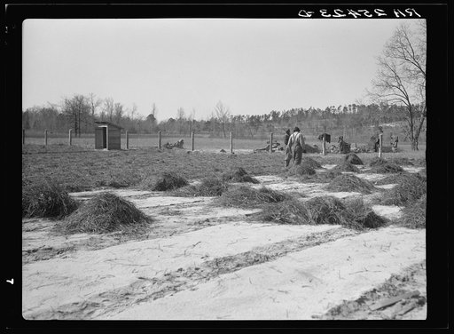 Untitled photo, possibly related to: Work on reforestation project. Tuskegee Project, Macon County, Alabama
