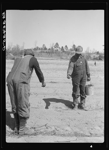 Untitled photo, possibly related to: Work on reforestation project. Tuskegee Project, Macon County, Alabama