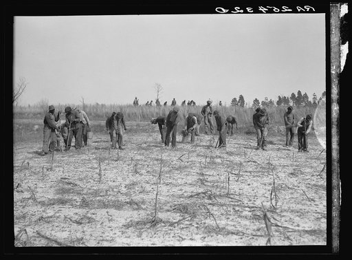 Untitled photo, possibly related to: Work on reforestation project. Tuskegee Project, Macon County, Alabama
