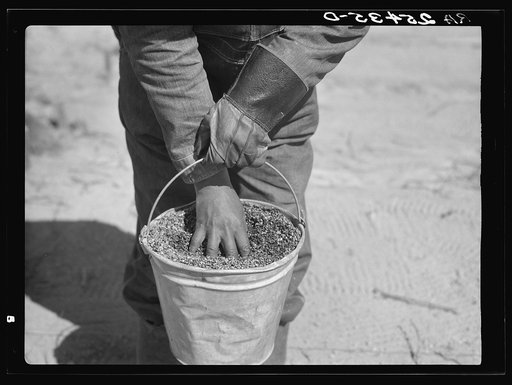 Slash pine seed sown on land use project. Macon County, Alabama. Tuskegee Project