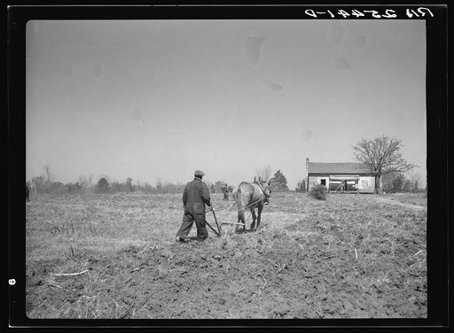 Untitled photo, possibly related to: Sharecropper plowing. Montgomery County, Alabama