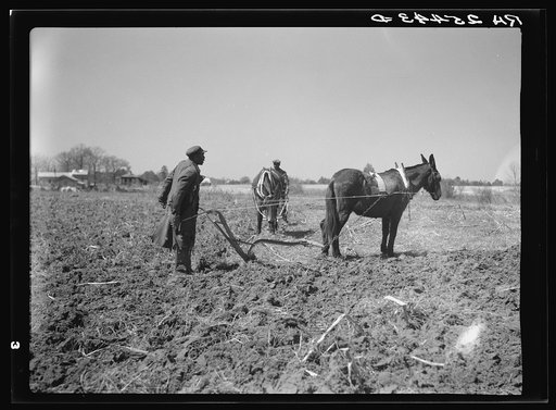 Untitled photo, possibly related to: Sharecropper plowing. Montgomery County, Alabama