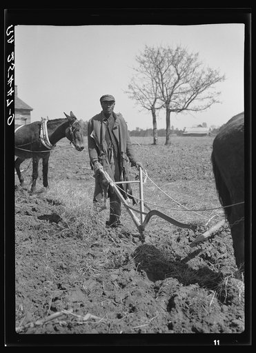 Sharecropper plowing. Montgomery County, Alabama