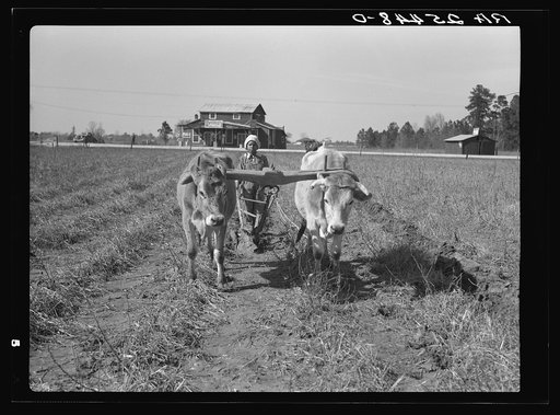 Untitled photo, possibly related to: Plowing with oxen. Montgomery County, Alabama