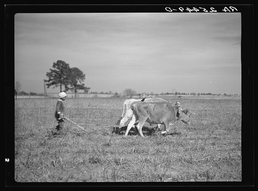 Plowing with oxen. Montgomery County, Alabama