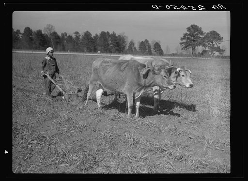 Plowing with oxen. Montgomery County, Alabama
