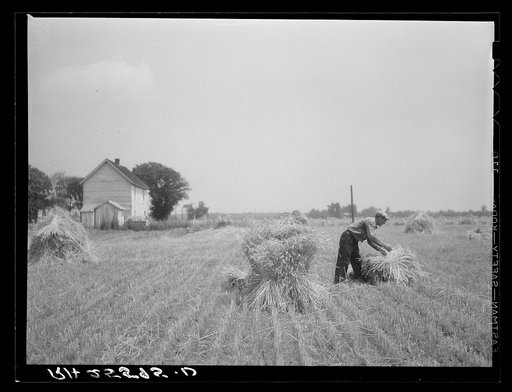 Harvesting wheat. Queen Anne County, Maryland