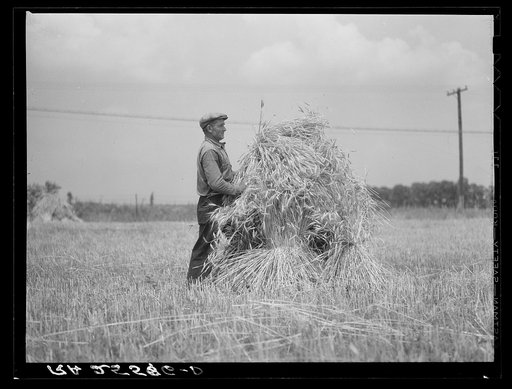 Harvesting wheat. Queen Anne County, Maryland