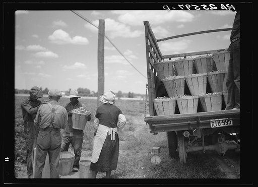 Loading a truck with string beans. Near Cambridge, Maryland