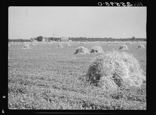 Untitled photo, possibly related to: Wheat field. Maryland