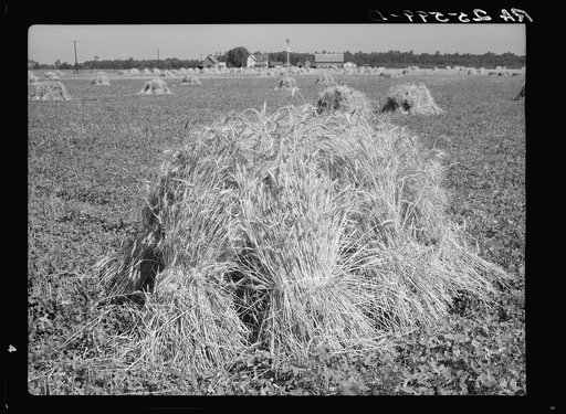 Wheat field. Maryland
