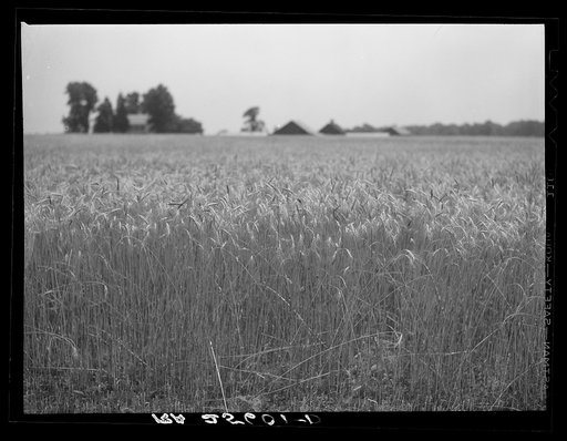 Untitled photo, possibly related to: Wheat field. Maryland