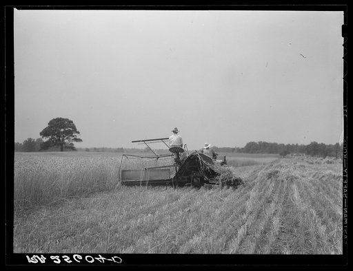Harvesting wheat. Queen Anne County, Maryland