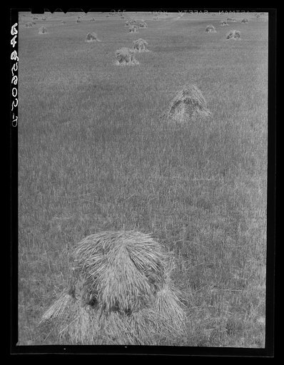 Untitled photo, possibly related to: Wheat field. Maryland