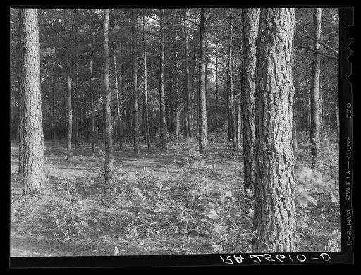 Forest near Trap Pond. Delaware land use project