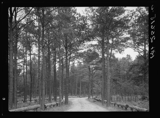 Road cut through trees which have been thinned at Strawberry Point on Asawomen Bay. Delaware land project