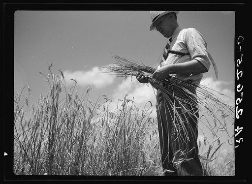 Untitled photo, possibly related to: Wheat on the Eastern shore. Wicomico County, Maryland