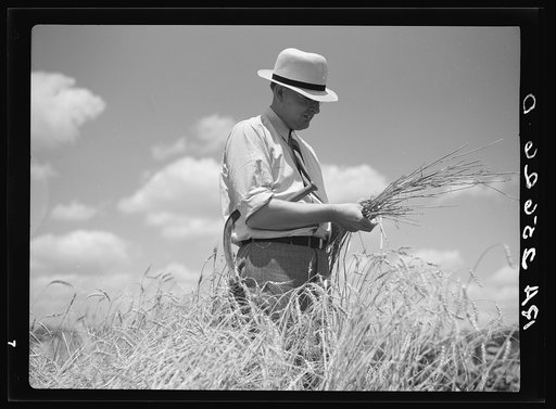 Untitled photo, possibly related to: Wheat on the Eastern shore. Wicomico County, Maryland