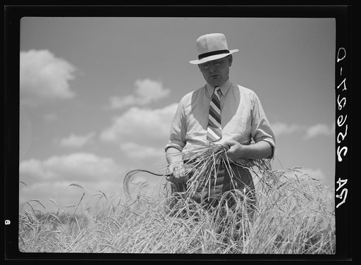 Untitled photo, possibly related to: Wheat on the Eastern shore. Wicomico County, Maryland