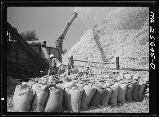 Threshing wheat. Frederick County, Maryland