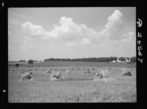 Wheat and barn. Frederick County, Maryland