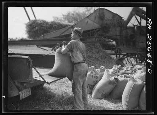 Loading bags of wheat. Frederick County, Maryland