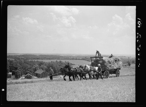 Loading wagon with bundles of wheat. Frederick County, Maryland