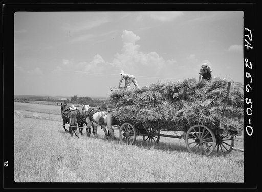 Untitled photo, possibly related to: Loading wagon with wheat for threshing. Frederick County, Maryland