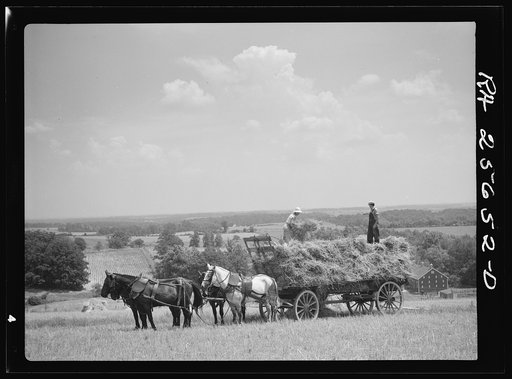 Loading wagon with wheat for threshing. Frederick County, Maryland