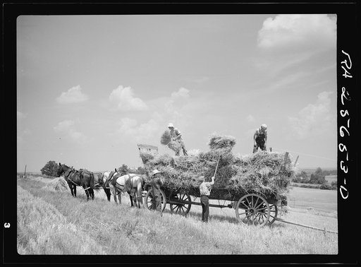 Loading wagon with wheat for threshing. Frederick County, Maryland
